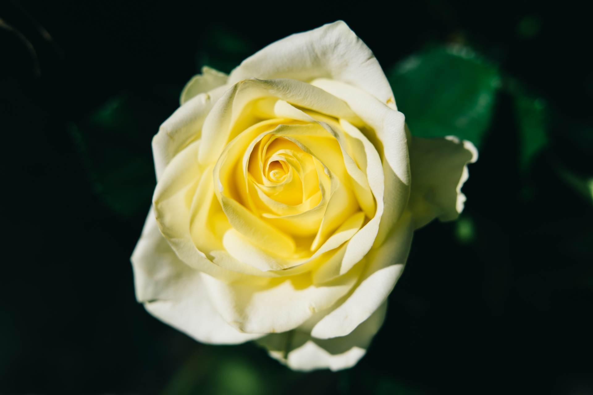 wedding-bouquet-0881