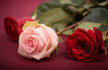 19 Can a Marriage Survive Infidelity