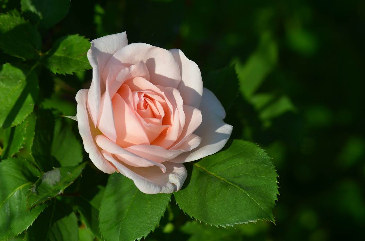 wedding-bouquet-1398