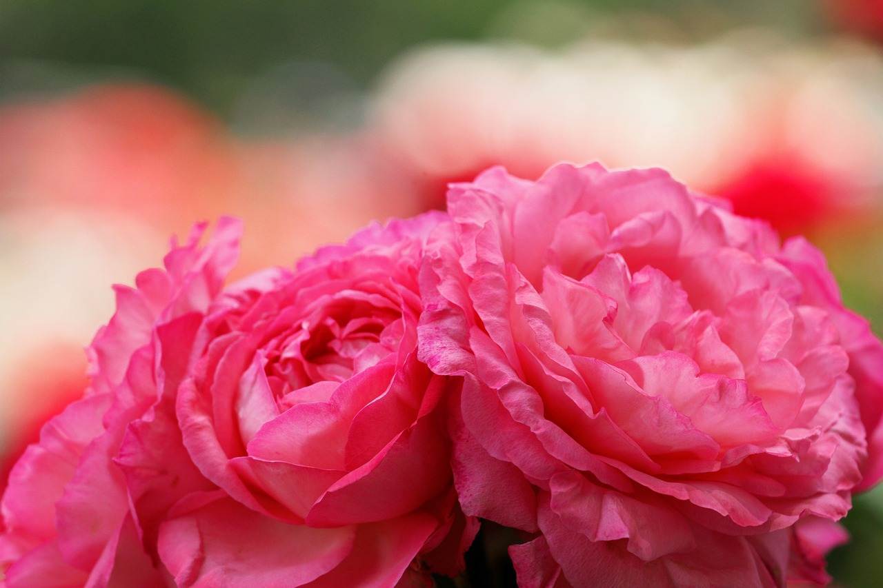 wedding-decorations-0696