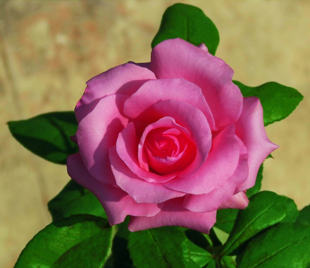 wedding-bouquet-1134