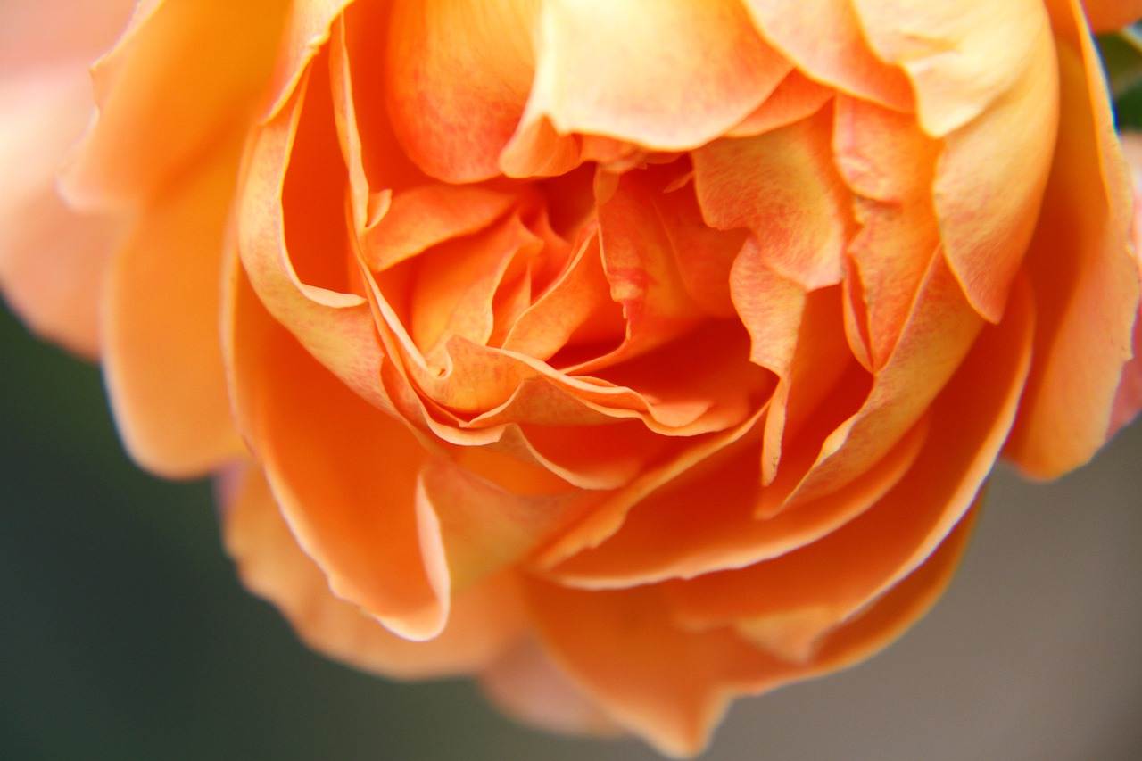 wedding-bouquet-1382