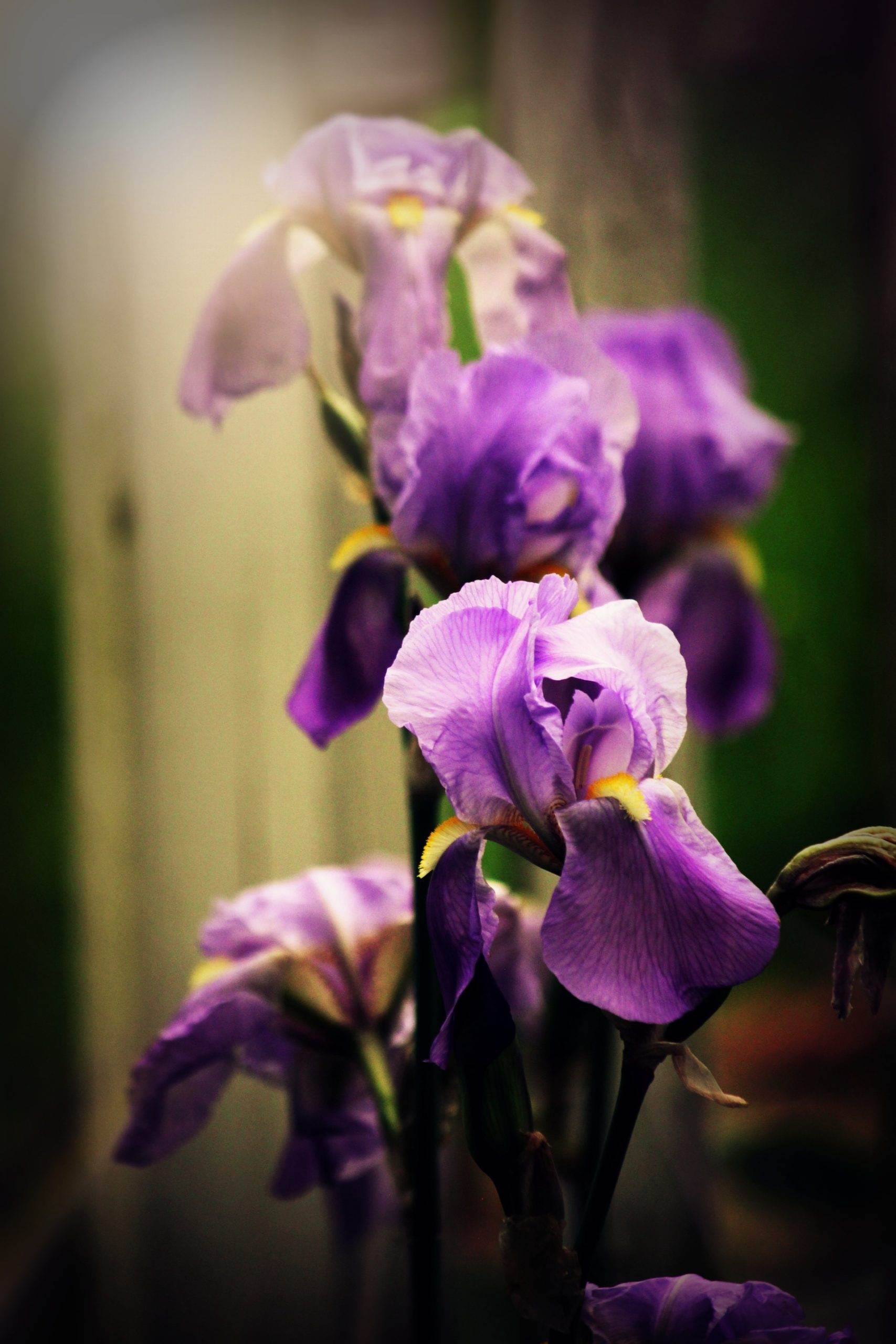 wedding-bouquet-0297