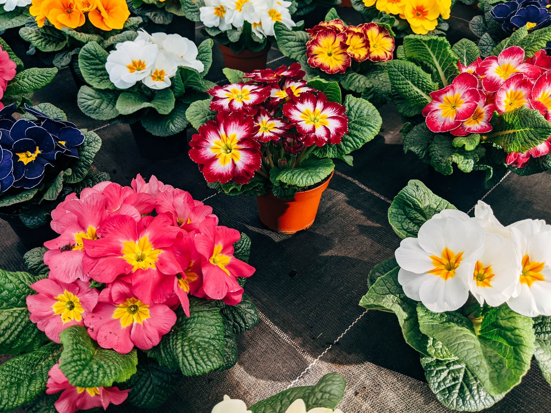 wedding-bouquet-0269