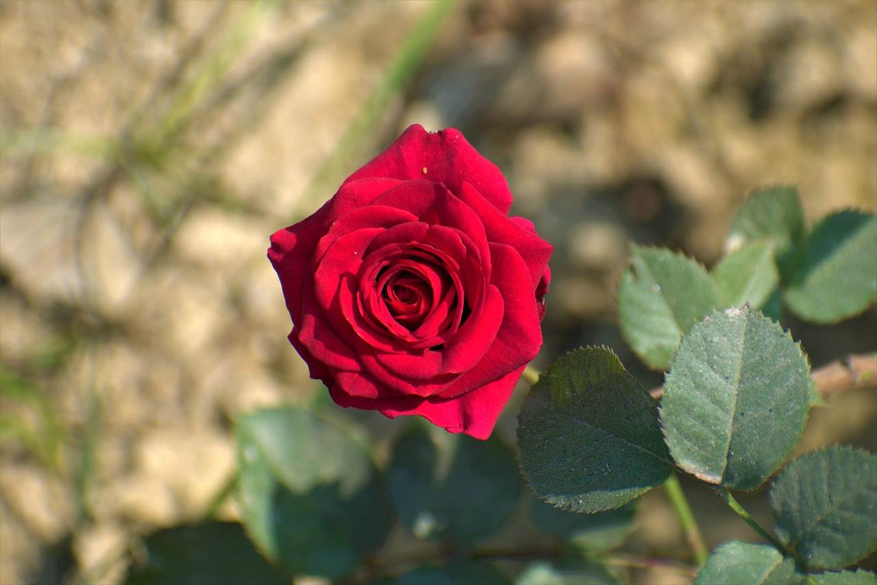 wedding-bouquet-1312