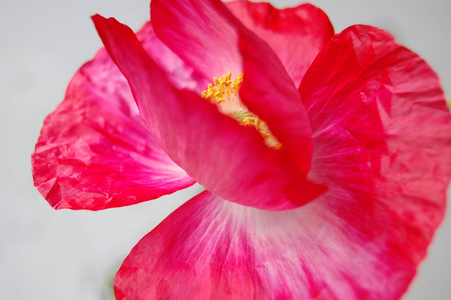 wedding-bouquet-0737