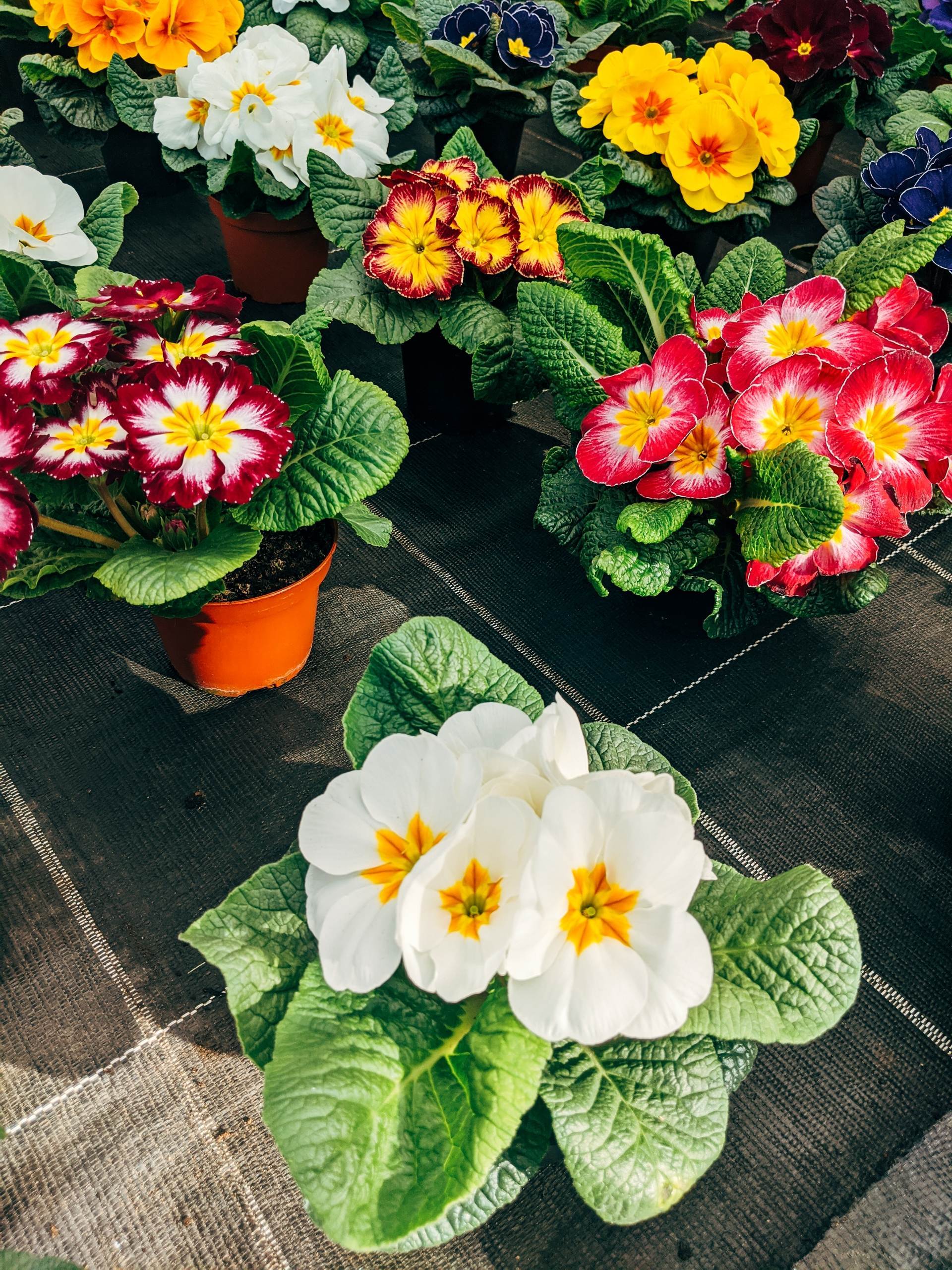 wedding-bouquet-0015