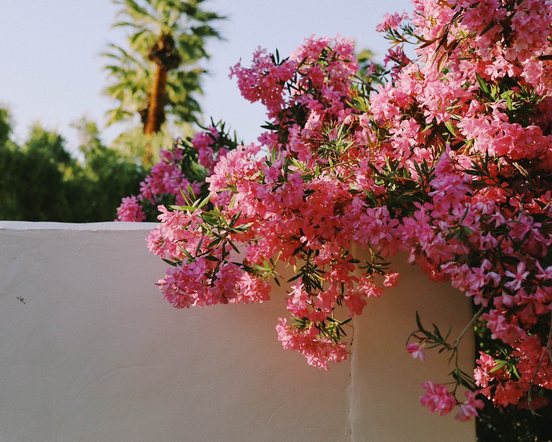 wedding-bouquet-0289