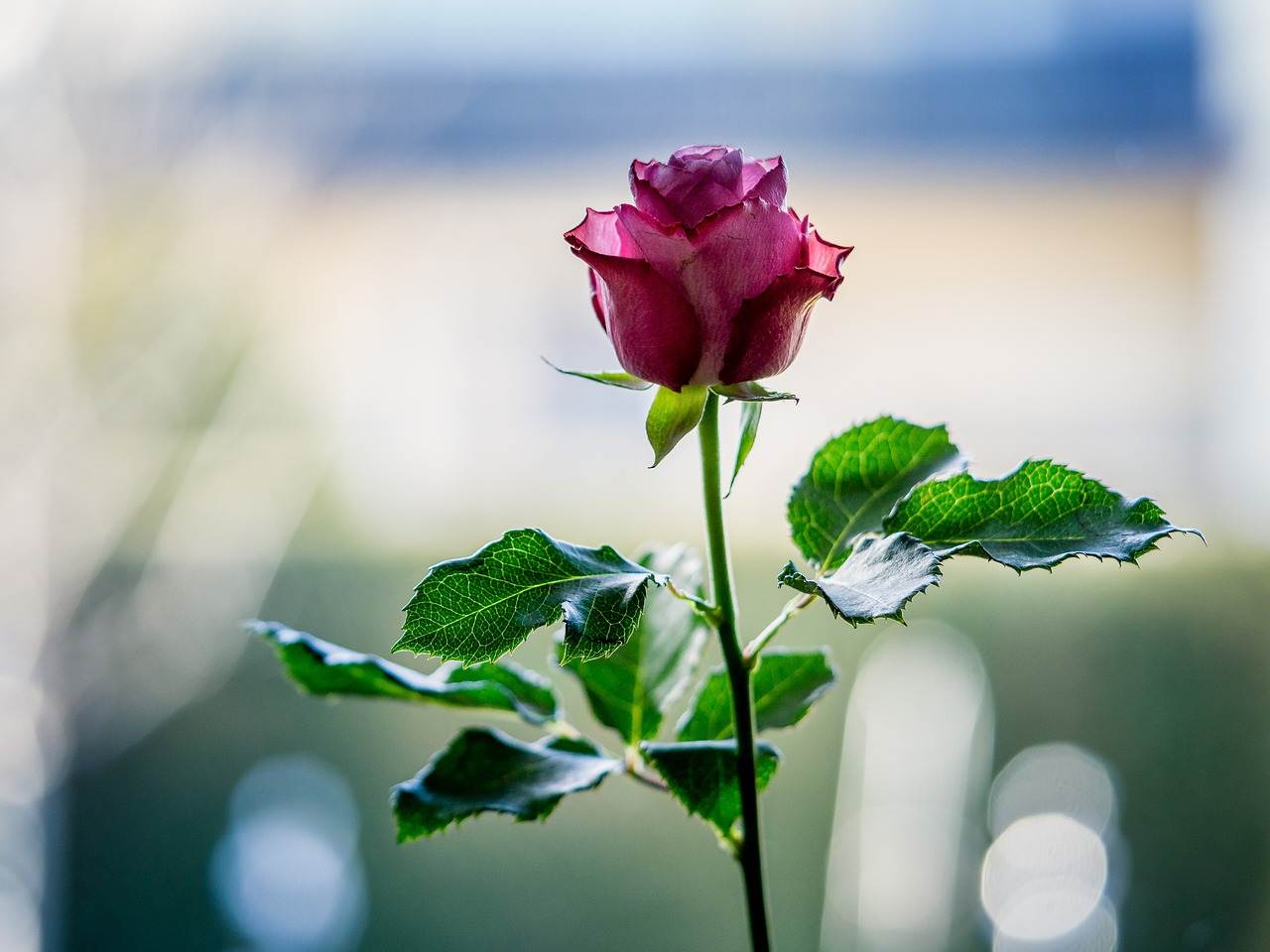 wedding-bouquet-1277