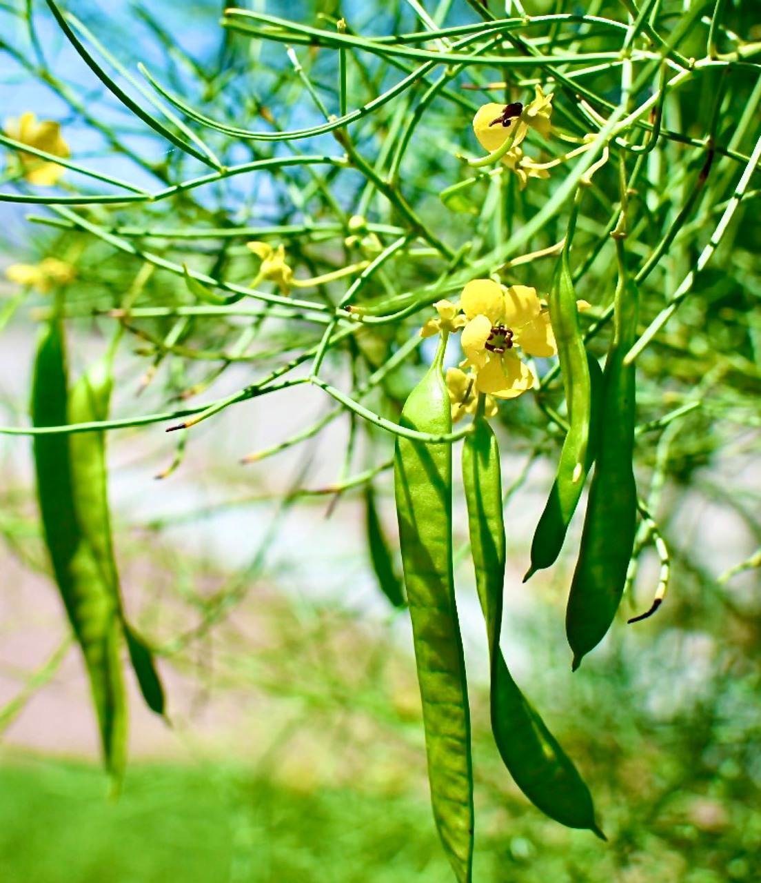 wedding-bouquet-0973 wedding-bouquet-0973