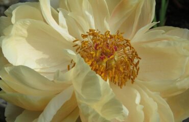 17 Most Popular The Top Issue You Should Ask For Wedding Bouquet How To Make The Right Choice