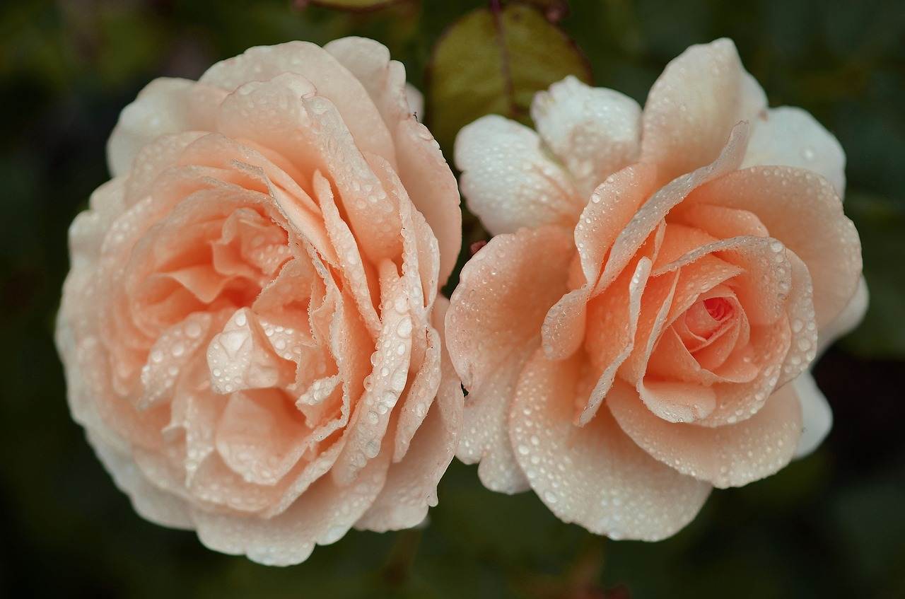 wedding-bouquet-1273