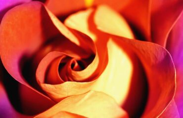 11 New The Trick of Wedding Flowers That No One is Speaking About