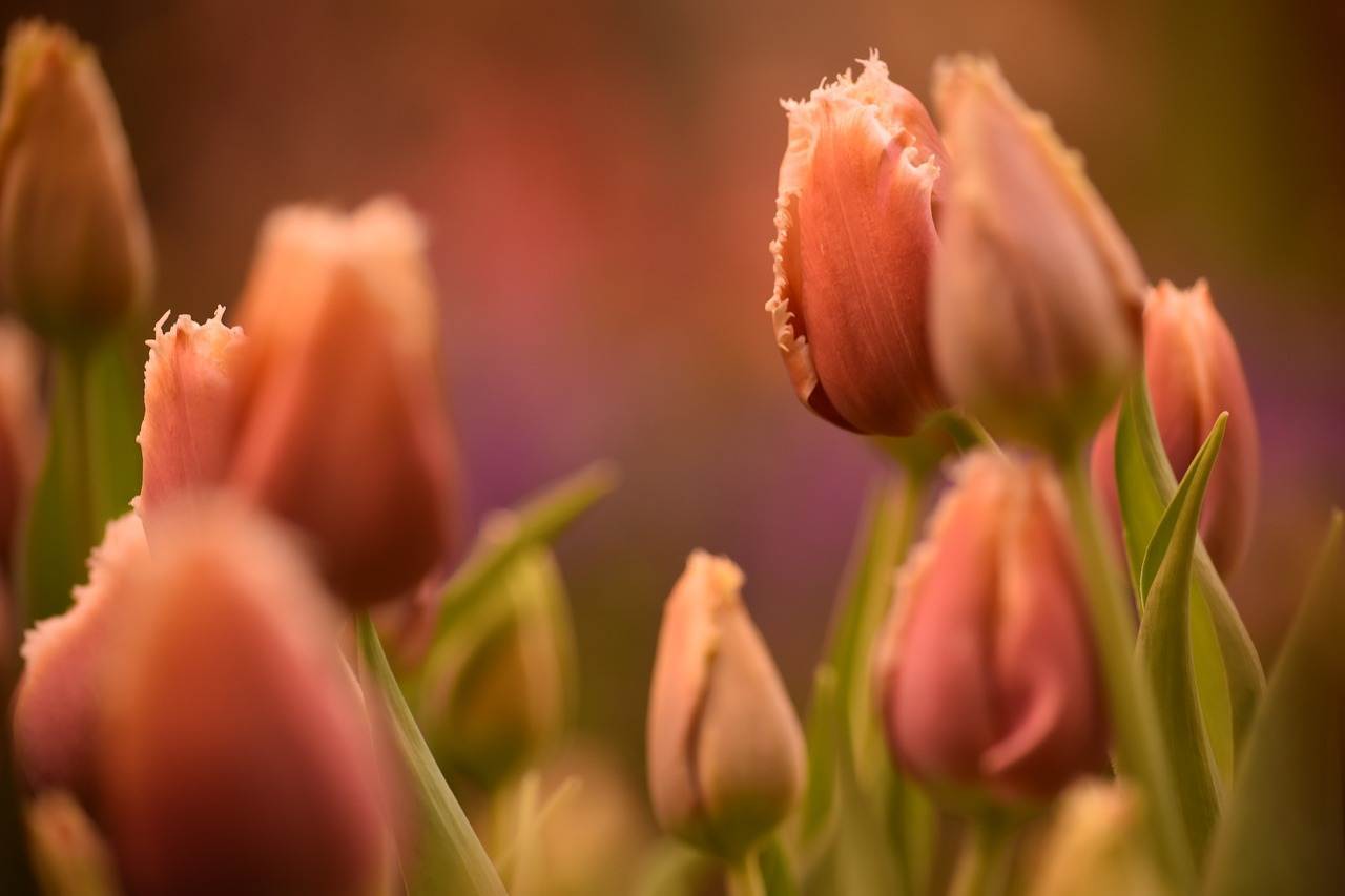 wedding-decorations-0875