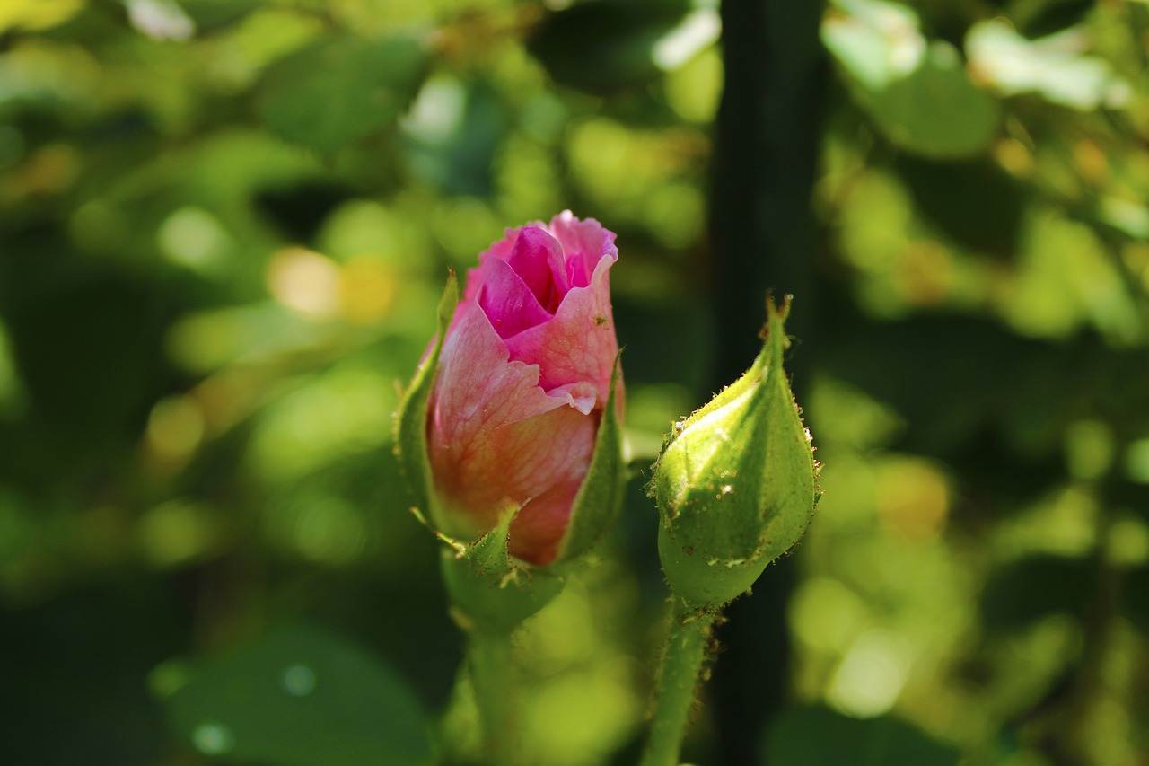 wedding-bouquet-1431