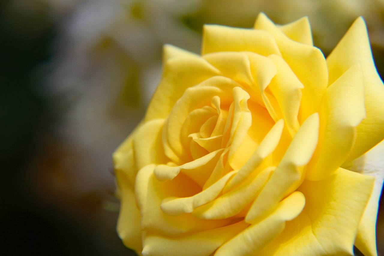 wedding-bouquet-1440