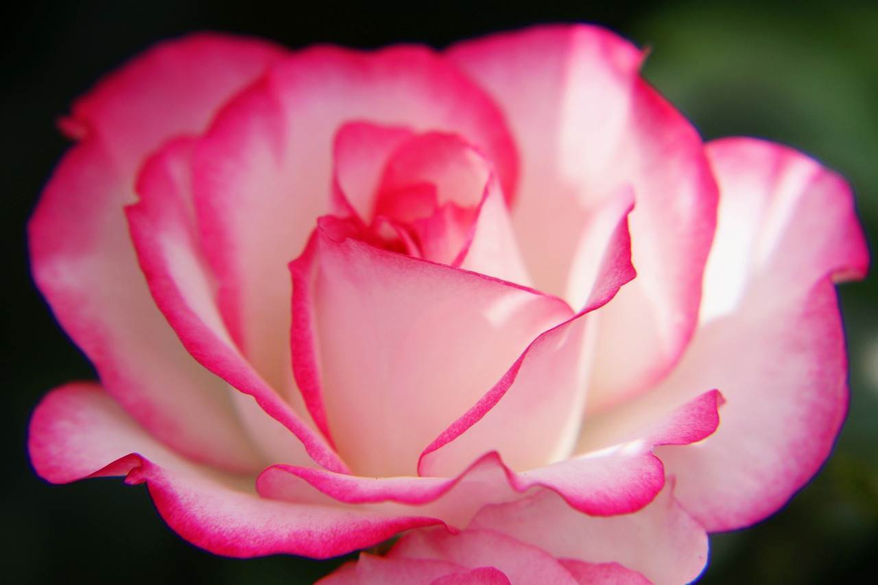 wedding-bouquet-1442