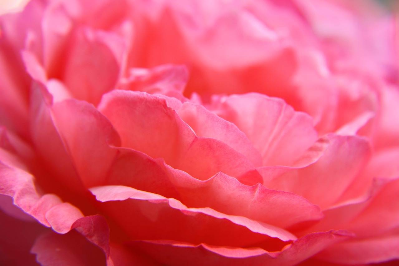 wedding-bouquet-1443