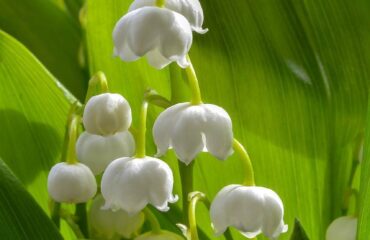 28 New What You Do Not Know About Wedding Bouquet How To Make The Right Choice Could Be Costing To More Than You Think